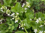 Oregon manroot_Marah oreganus