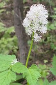 Red baneberry_Actaea rubra