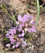 Siskiyou onion_Allium siskiyouense