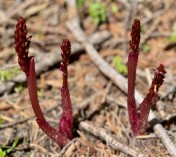 Spotted coralrool_Corallorhiza maculata