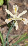 Yellowleaf iris_Iris chrysophylla