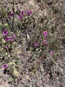 Kellogg’s monkeyflower