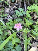 a different phlox