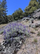 bushy lupins