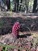ground cone