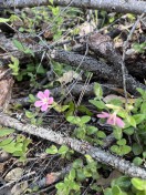 phlox
