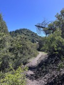 trail was a little brushy in areas