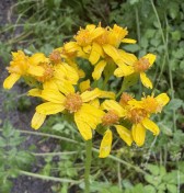 groundsel (1)