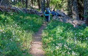12 Flowers along the Trail