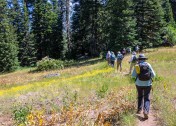16 More Wild Flowers