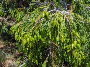 17 California incense cedar