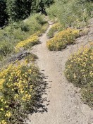 12.Sulfur-flower buckwheat