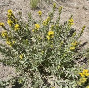 17 Rabbitbush