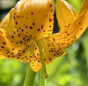 8. Leopard lilly