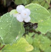 10. Snowberry
