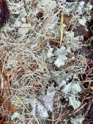6. Lichens