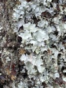 7. Lichens