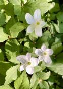 5. Columbian windflower