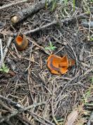 Orange cup mushrooms