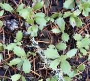 14.Prostrate ceanothus