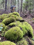 Mossy rocks & downfall