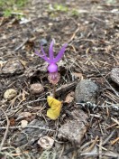 8. calypso orchid