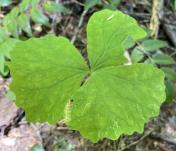 IMG_9309 Vanilla leaf_Achlys triphylla 