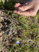 Blue-eyed Mary (Maiden)_Collinsia parviflora
