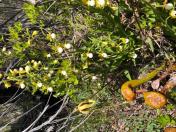 Darlingtonian flower & California ladyslipper