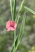 Grass pea_Lathyrus sphaericus