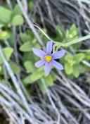 Idaho blue-eyed grass_Sisyrinchium idahoensis