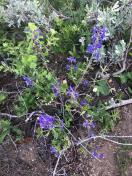 Meadow larkspur_ Delphinium burkei