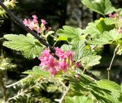 Oregon currant or red-flowering currant_Ribes sanguineum