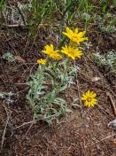 Oregon sunshine_Eriophyllum lanatum