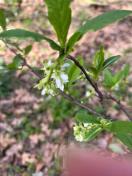 Osoberry or Indian plum_Oemleria cerasiformis