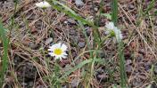 Oxeye daisy_Leucanthemum vulgare
