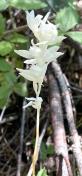 Phantom orchid_Cephalanthera austiniae (1)