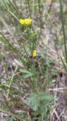 Straight-beak buttercup_Ranunculus orthorhynchus