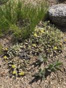 Ternate wild buckwheat_Eriogonum ternatum