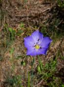 Western blue flax_ Linum lewisii