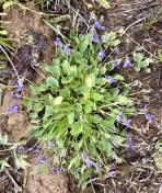 Western blue violet_Viola adunca