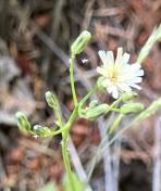 White hawkweed_Hieracium albiflorum (1)