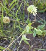 Woolly-head clover_Trifolium eriocephalum