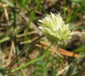 Wooly-head clover_Trifolium eriocephalum