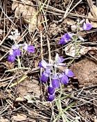 Blue-eyed Mary (Narrowleaf)_Collinsia liners