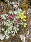 Broadleaf stonecrop_Sedum spathulifolium