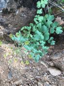California Lomatium_Lomatium californica