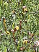 California pitcher plant or Cobra lily_Darlingtonia californica