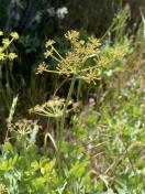 Celeryleaf or CaliforniaLomatium_Lomatium californicum