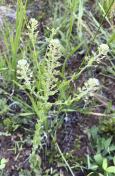 Field peppergrass_Lepidium campestre
